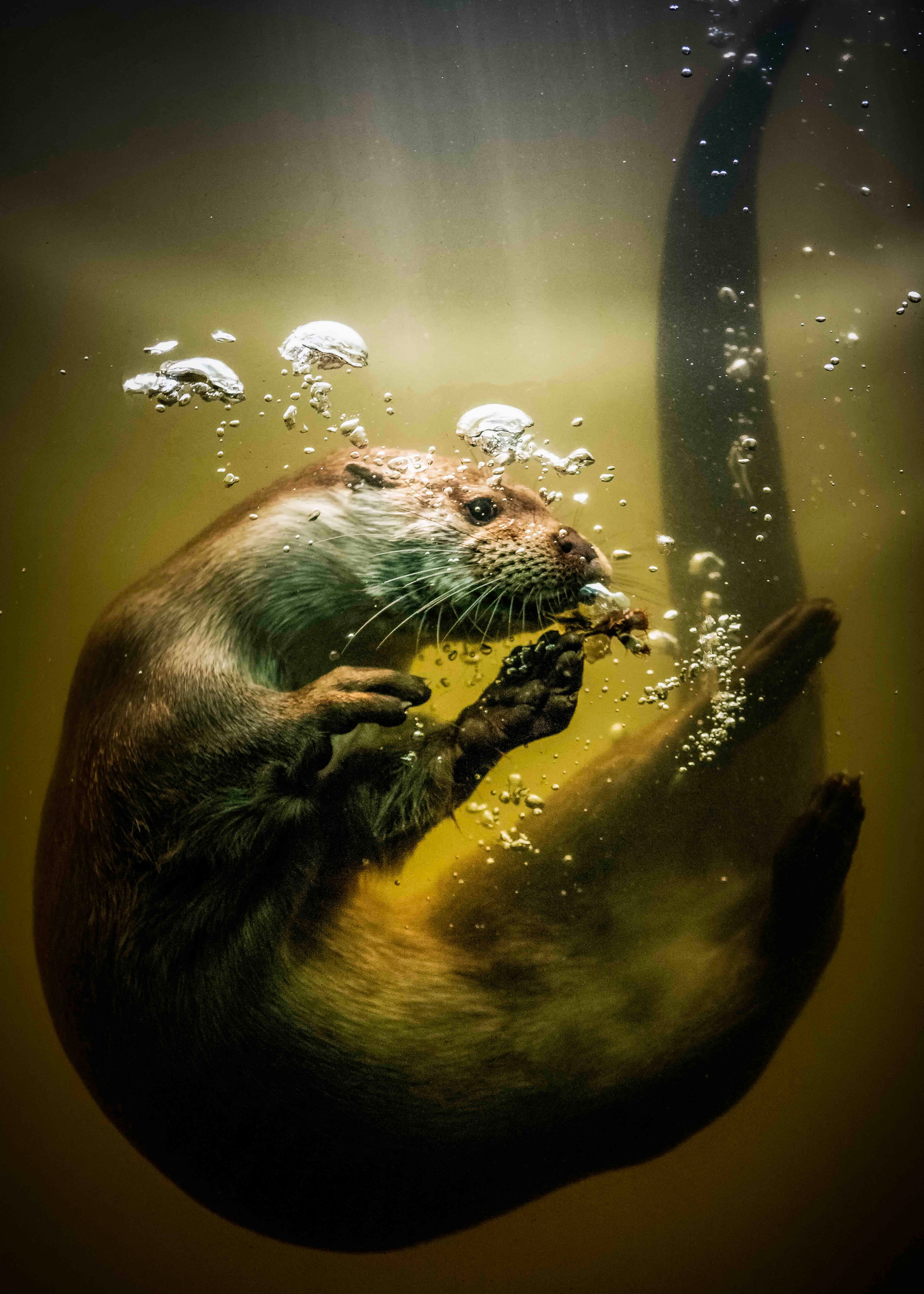 Dartmoor Wildlife: River Hunter | Open Edition Photograph