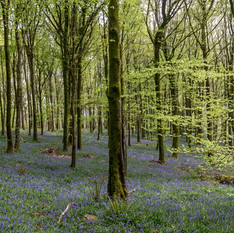 A forest scene with tall trees and a bluebell carpet beneath.