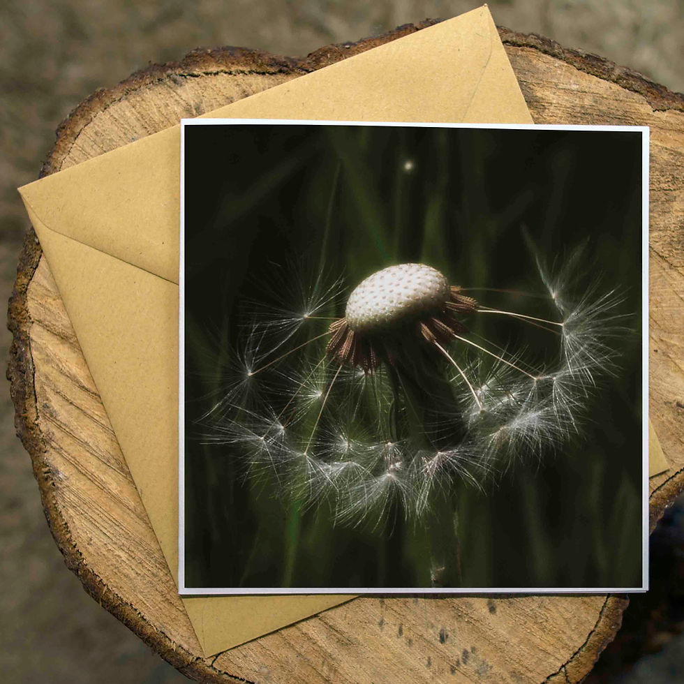 Thumbnail: Dandelion. Square Photographic Greeting Card