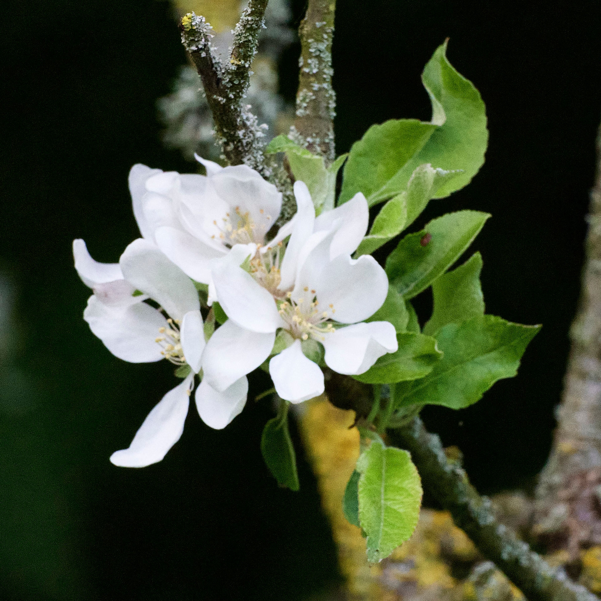 White apple blossoms on a branch in early spring. Thorn Valley Studios.
