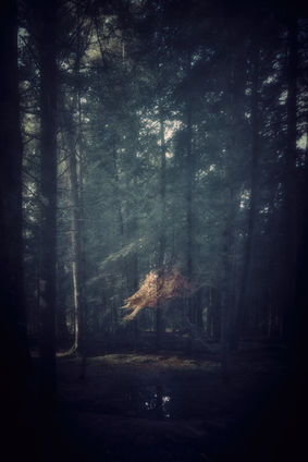 A lone Beech Tree in Autumn in the New Forest