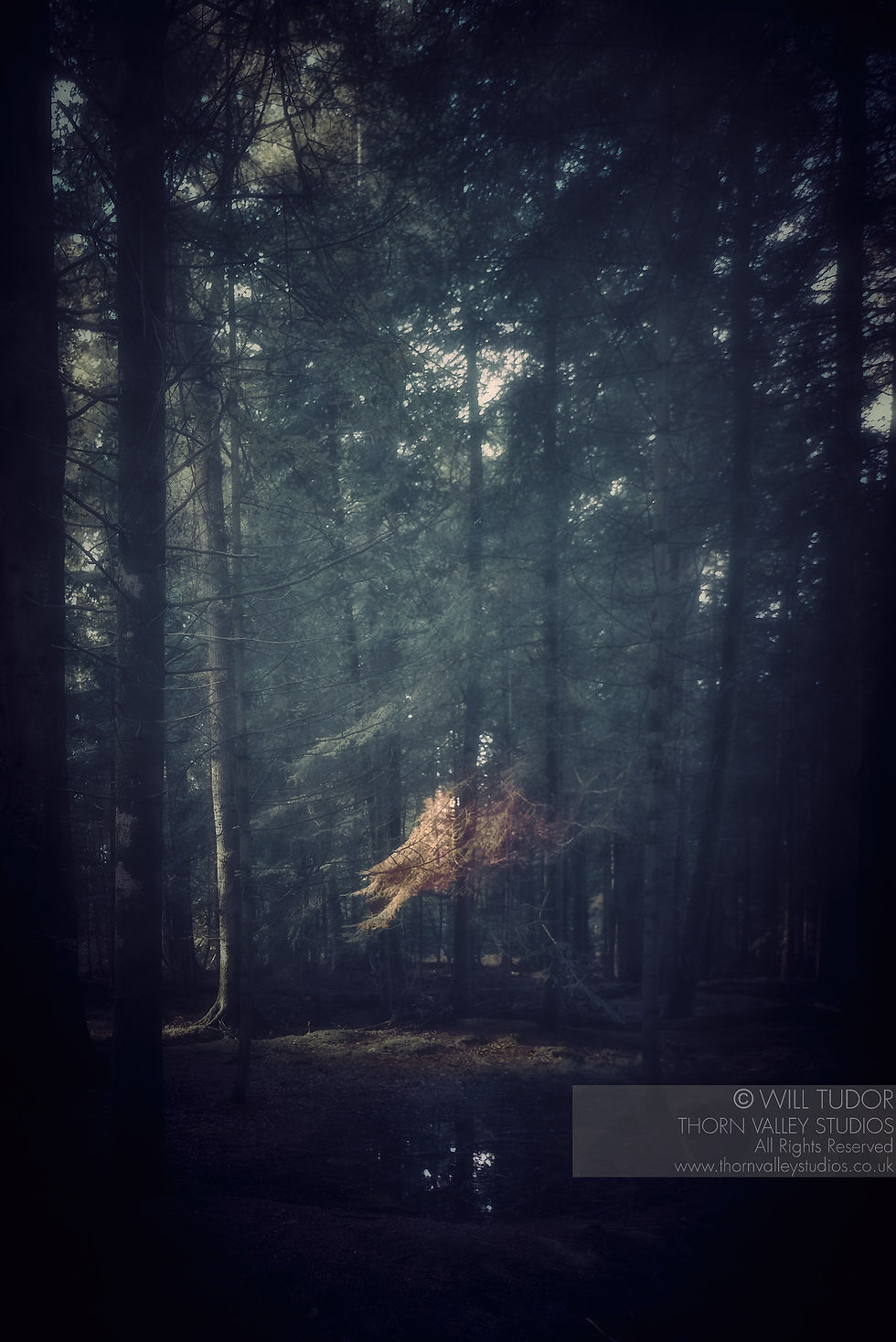 Dim, misty conifer forest with sunlit branches; dark trunks and a small golden tree in center. Watermark text at bottom right.