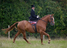 Woman in top hat riding a brown horse in field. EQUESTRIAN PHOTOGRAPHY Thorn Valley Studios