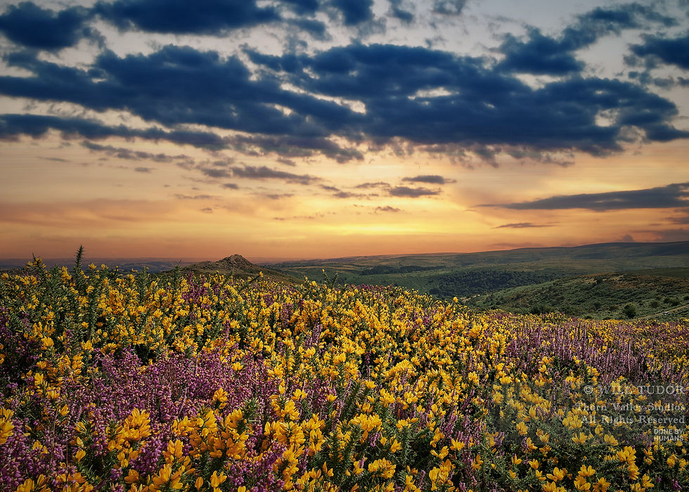 Sunset over a flower-covered hillside with yellow and purple blooms, rolling green hills, and dark clouds; watermark text at lower right.