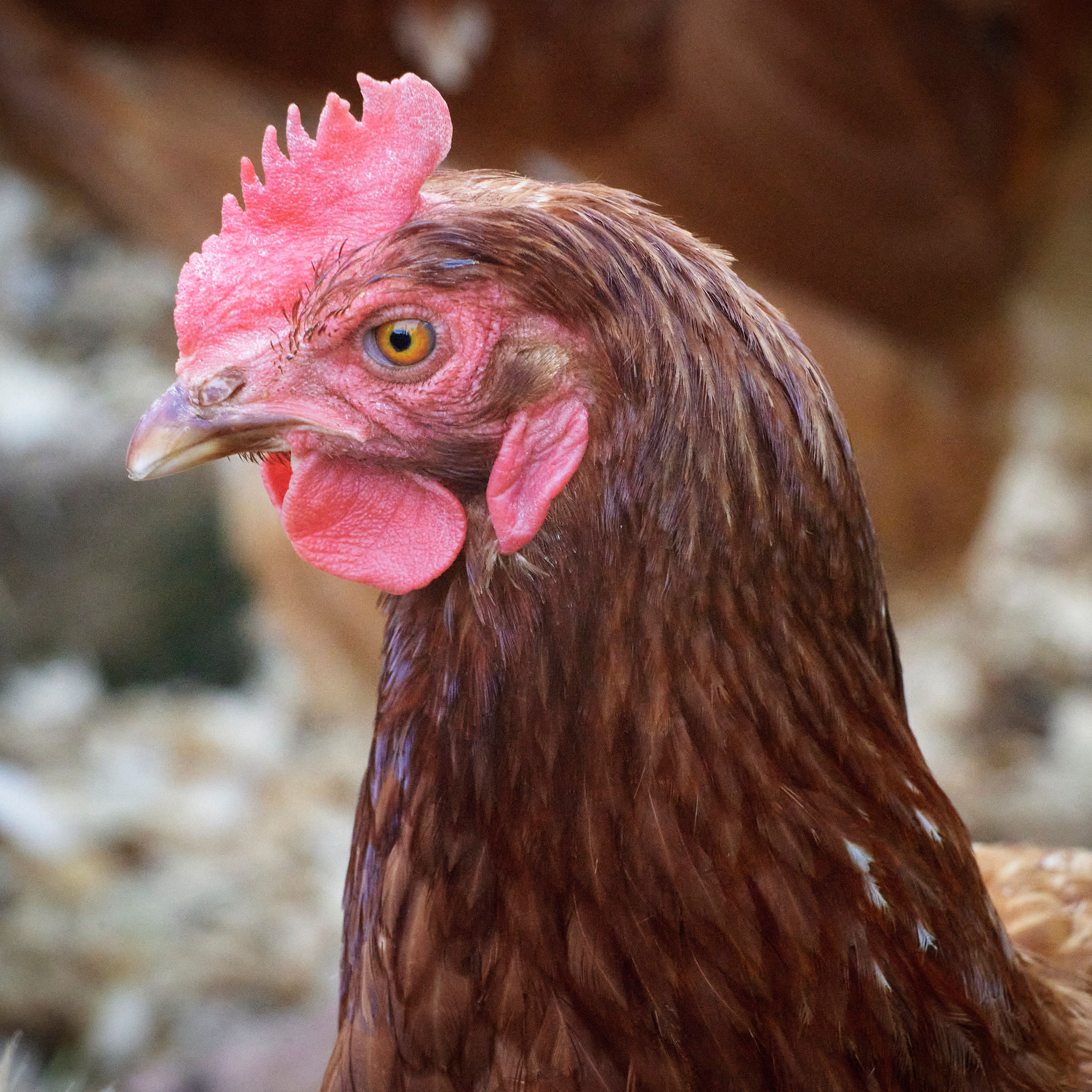 Brown hen close-up view with red comb Project Farlacombe - Documenting Nature on a farm. May 2023
