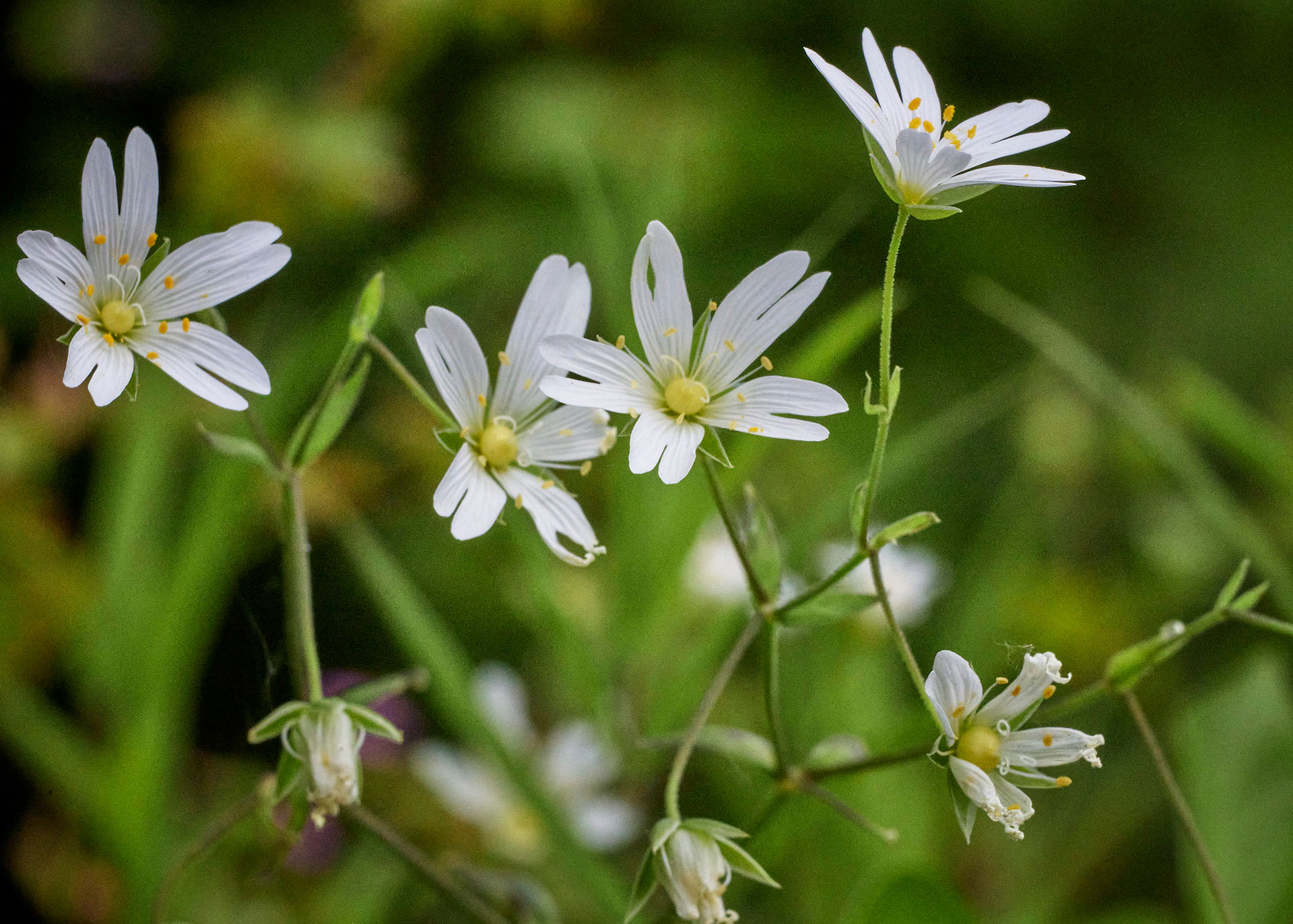 White wildflowers bloom in a field, green background, Understanding Basic Composition, nature scene.