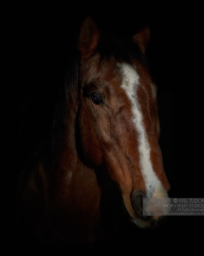 Portrait of a Horse showing only the face, neck and part of the body on a black background.