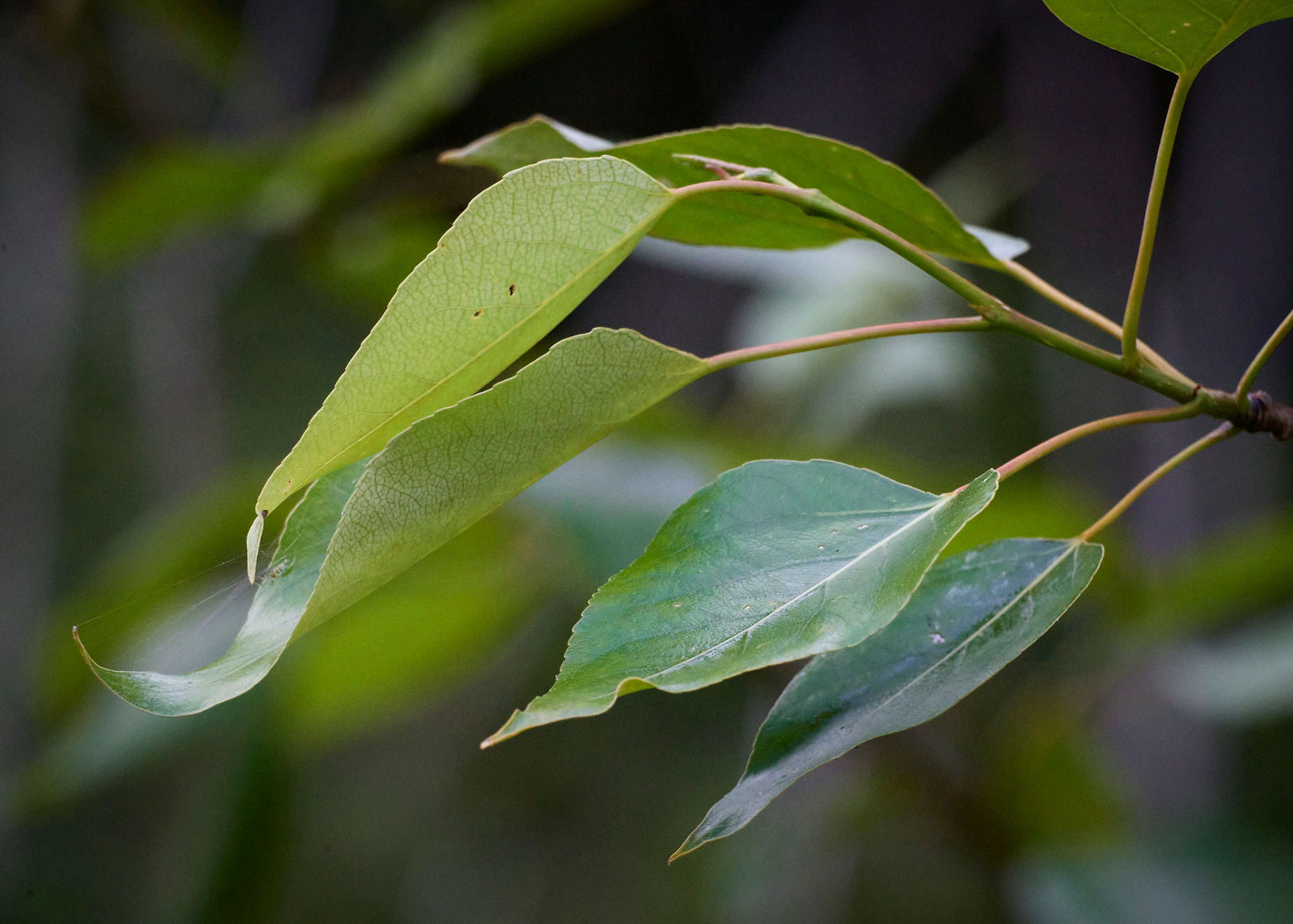 Close-up of green leaves on a branch, outdoors. Thorn Valley Studios