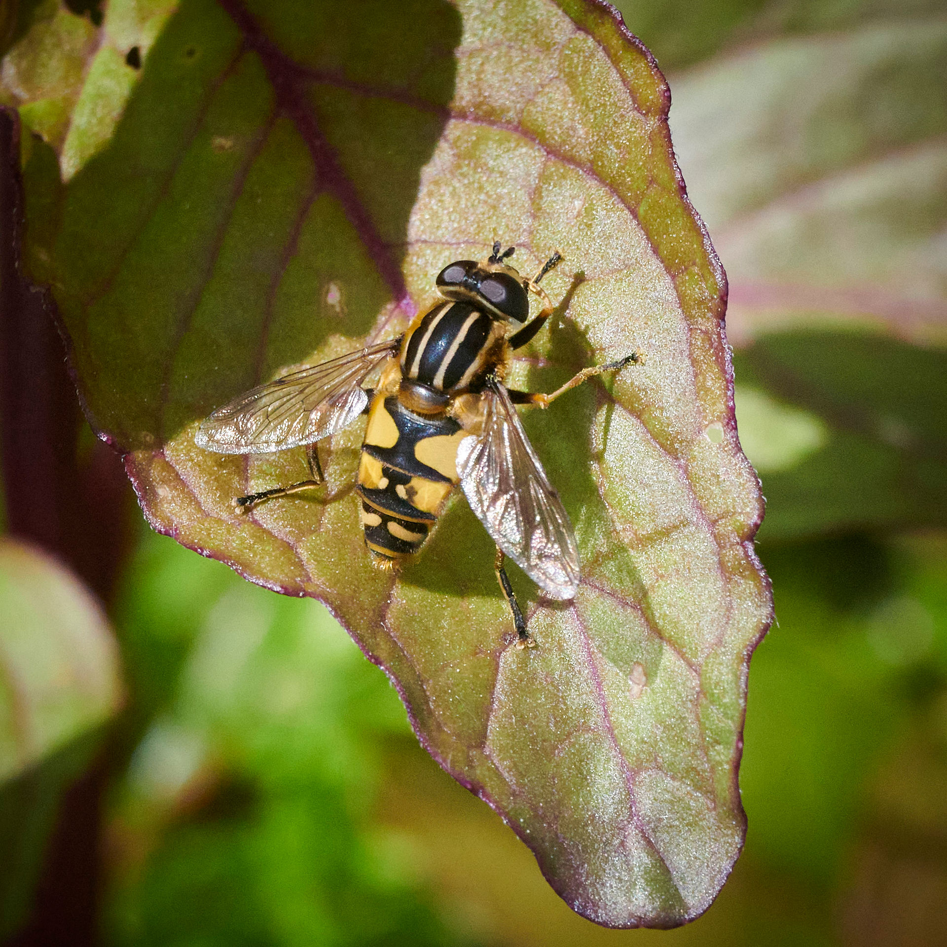 Hoverfly on a leaf. Project Farlacombe - Documenting Nature on a farm. May 2023 in focus.