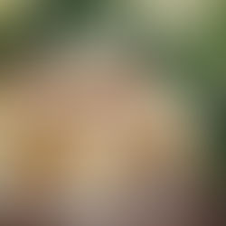 DONAVSKI VALOVI S HRUŠKAMI