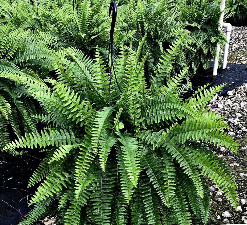 Boston Ferns.jpg