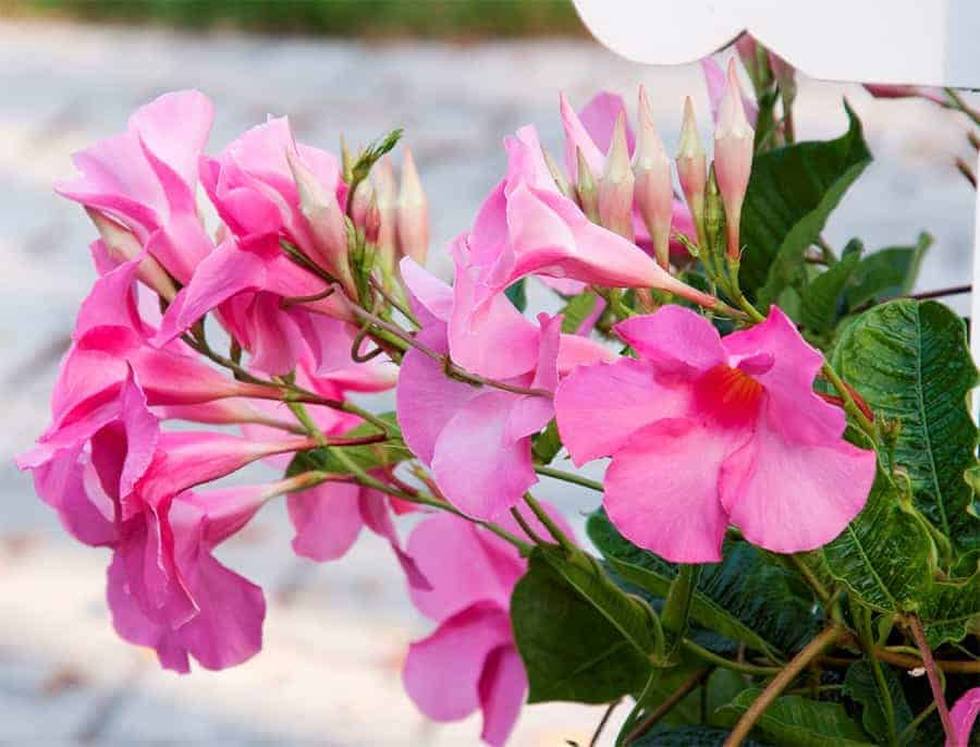 Eye-level view of a mandevilla vine climbing a trellis with pink flowers