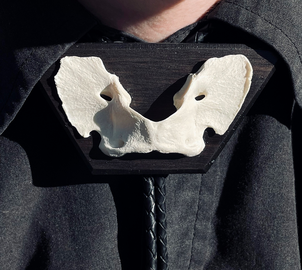 Bone bolo tie on wood mount, leather cording, metal tips