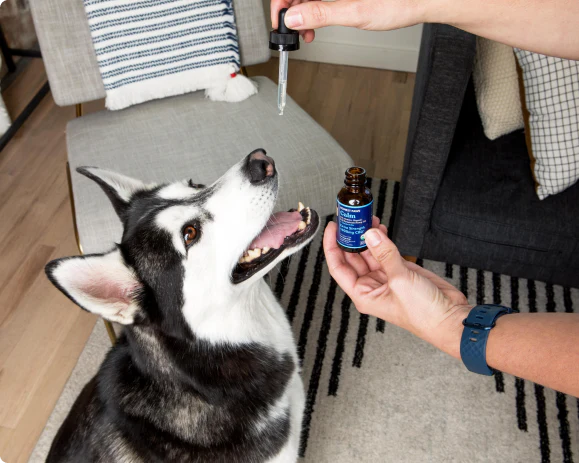 Honest_Paws_-_Calm_CBD_Oil_-_1000mg_-_1-min_1.webp