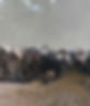 cows.JPG