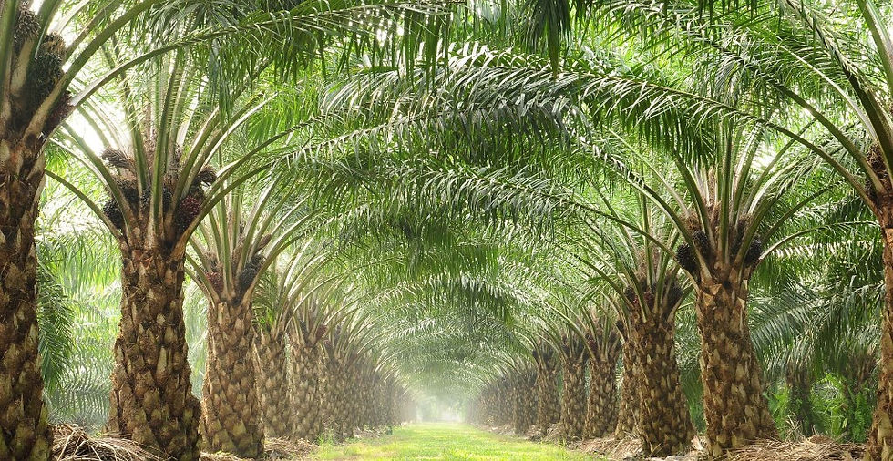 palm-oil-plantation-rows-full-width-shutterstock.jpg.thumb.1024.1024.png