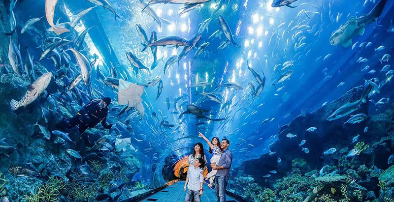 Guide to Dubai Aquarium - Timings, Prices, Things to Do & More