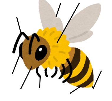 KSTB Summer Camp 3, Anatomy of a bee