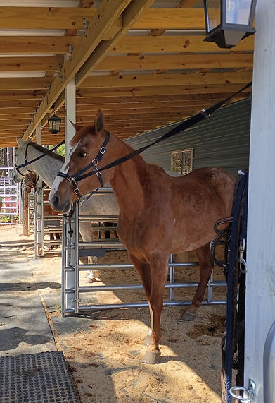 Educational area of the stable