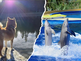 Sustainable tourism isn’t just about plastic-free hotels or low-carbon transport. It’s also about respecting every living being involved in our journeys.