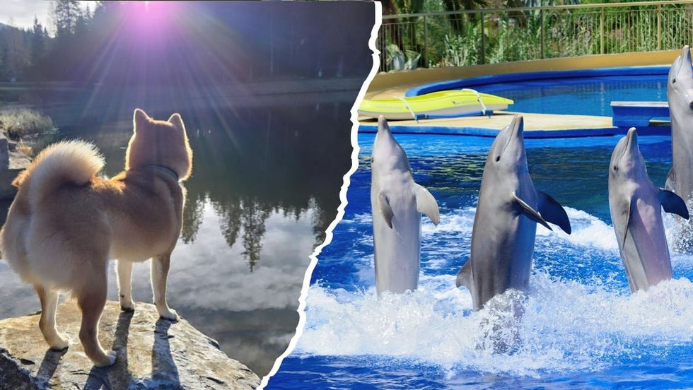 Sustainable tourism isn’t just about plastic-free hotels or low-carbon transport. It’s also about respecting every living being involved in our journeys.