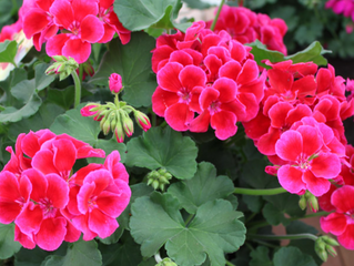 Top 5 Thriving Plants for Your City Garden
at the Hill-Physick Plant Sale