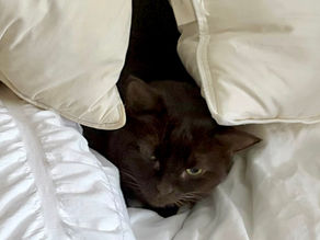 Brown cat peeks out between white pillows and blanket; cozy and sleepy in bed.