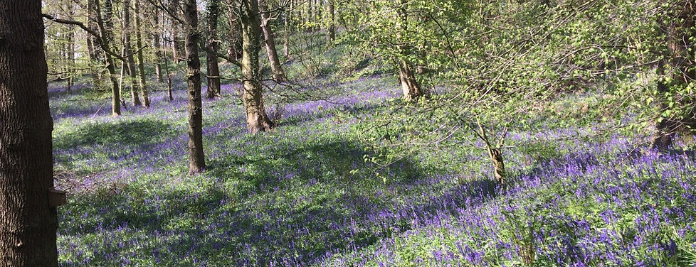 Woodland Management Advice