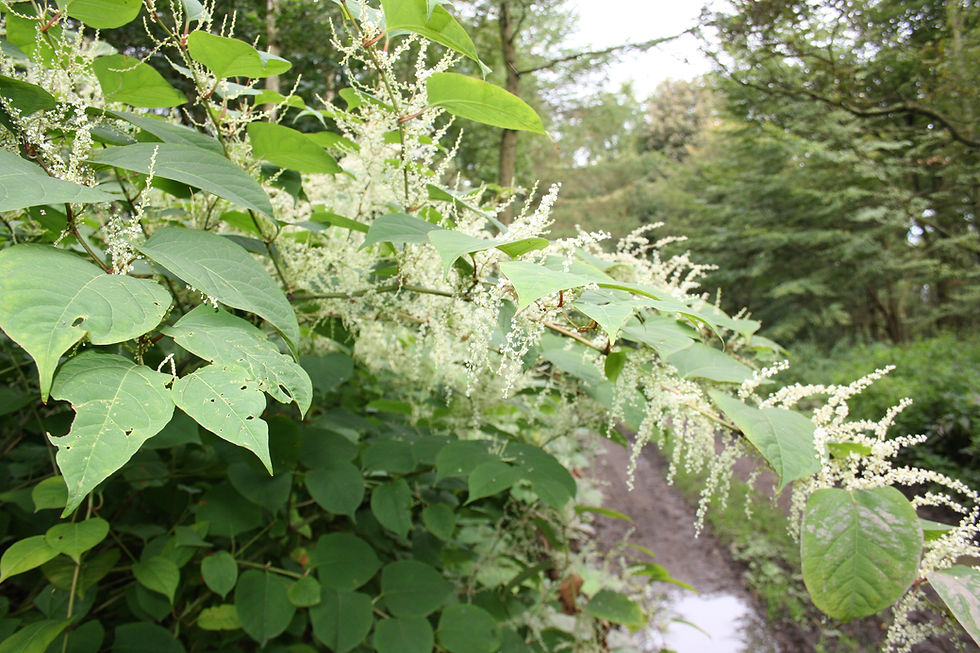 Invasive Plants