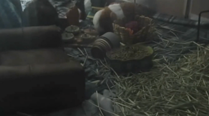 andrea sparta, untitled (lambs), exhibition views, home alone at home alone, 2025