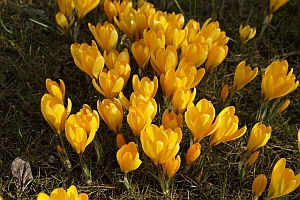 Trading Signals for March