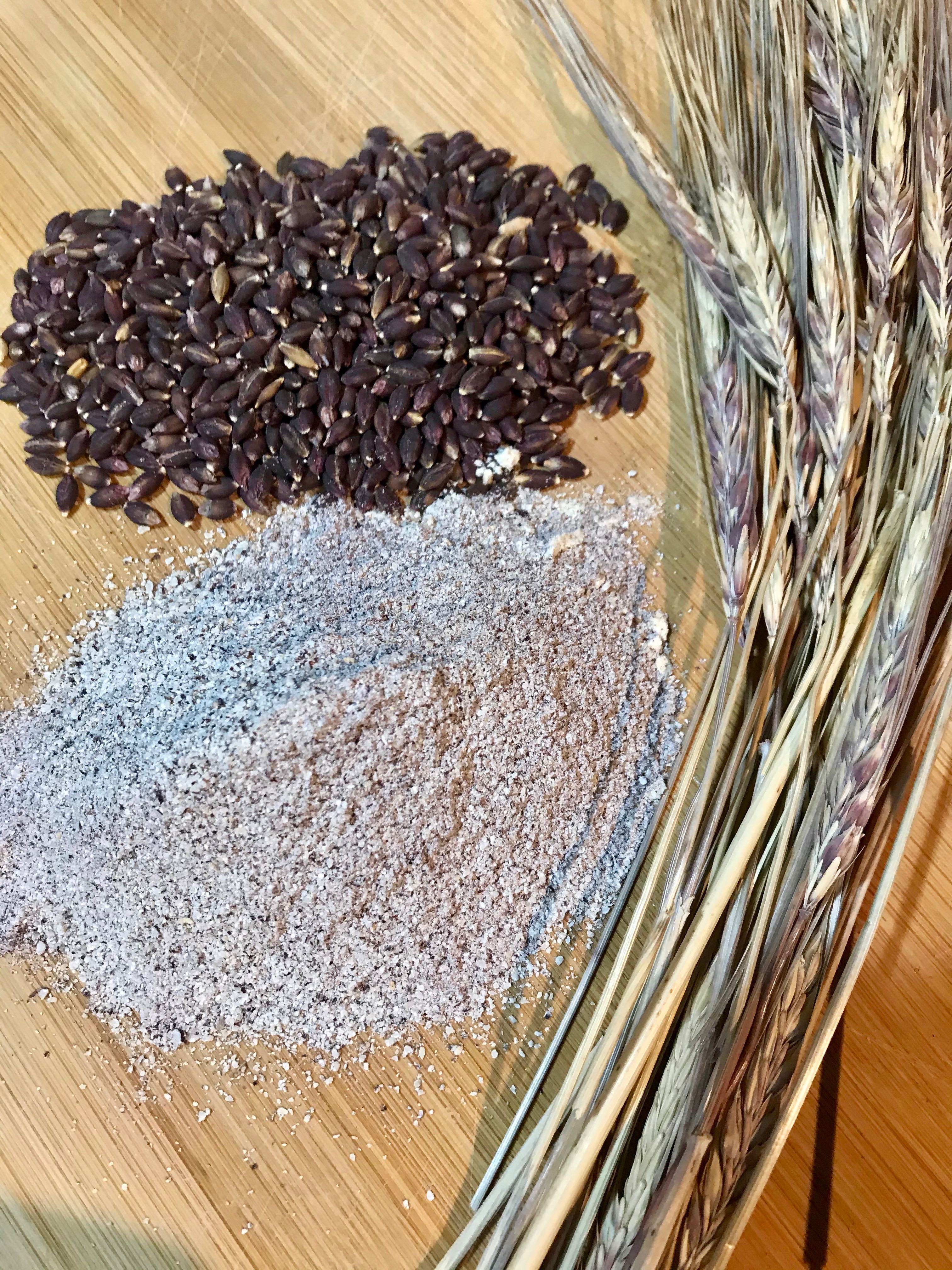 Tibetan Purple Barley