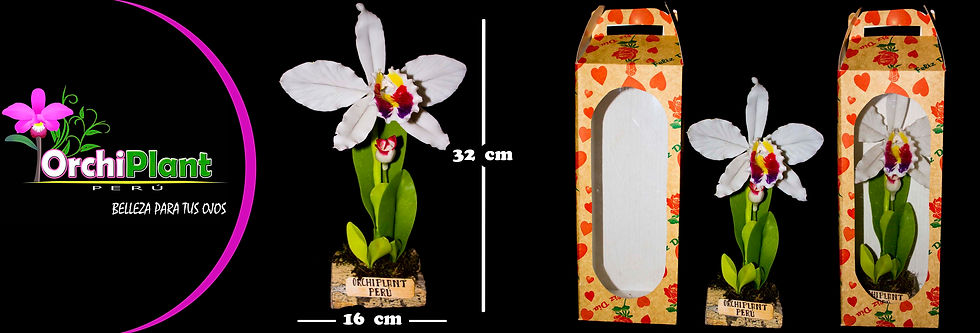 GE - Cattleya rex