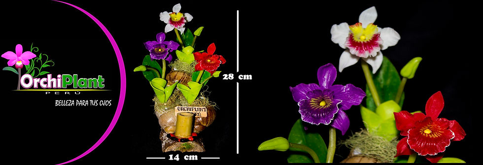 Caracol 3 - Cattleyas II