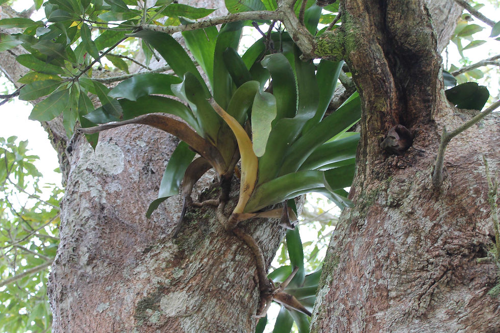 Orquídeas del Perú - Carretera IQT.