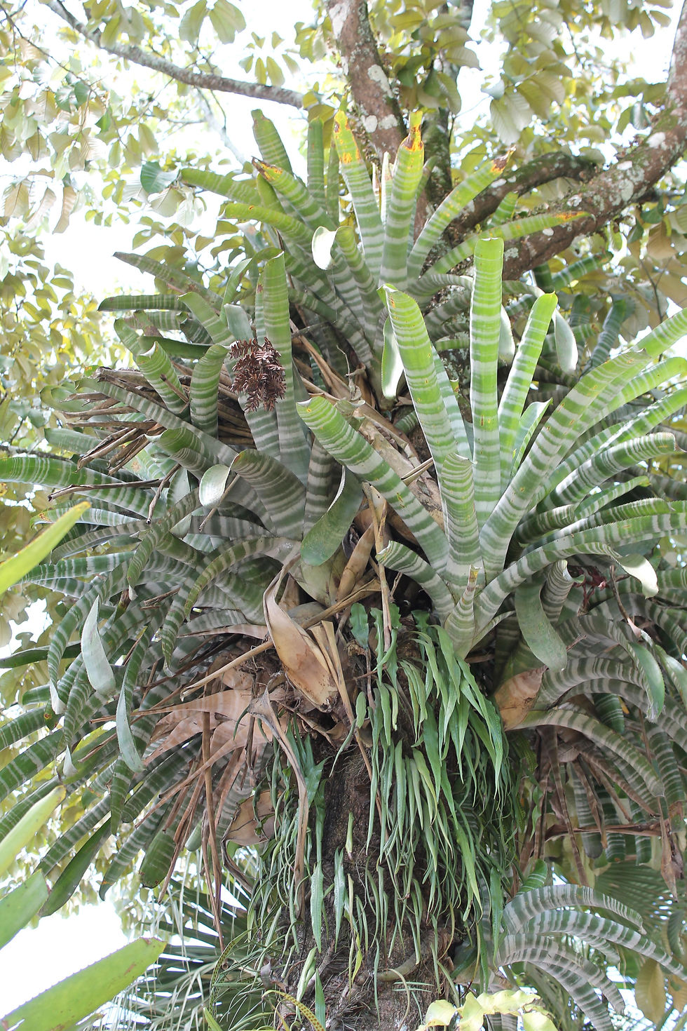 Orquídeas del Perú - Ciudad IQT.