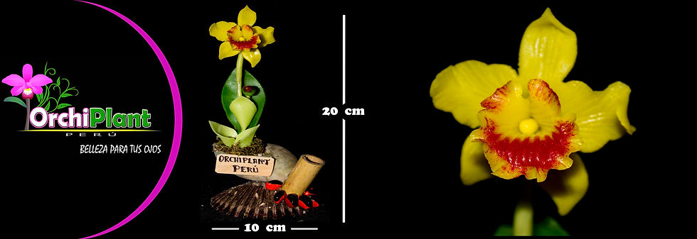 Caracol 1 - Cattleya Amarilla
