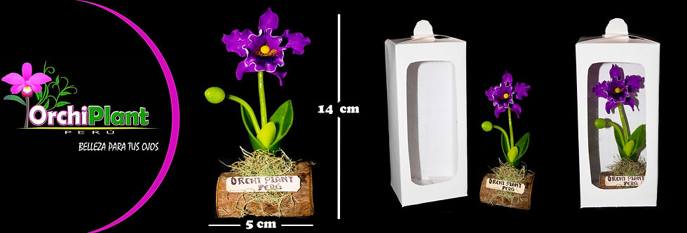 GB - Cattleya sp-11