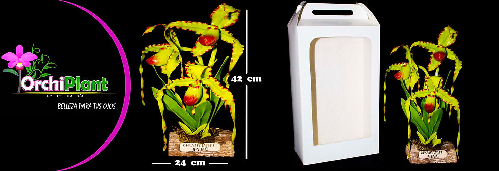 GG - Phragmipedium pearcei