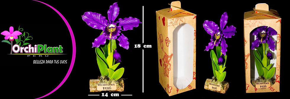 GD - Cattleya sp-32