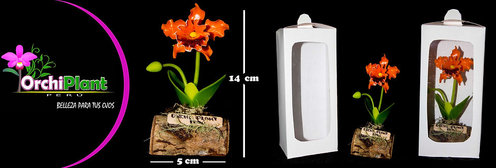 GB - Cattleya sp-12