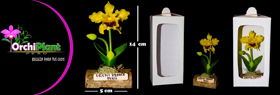 GB - Cattleya hibrida