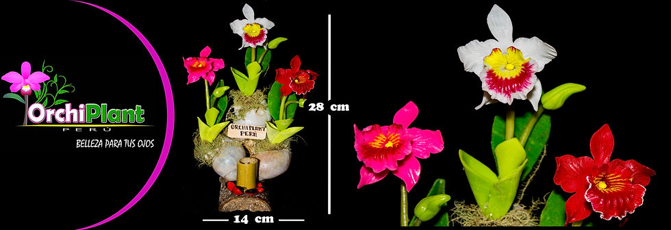 Caracol 3 - Cattleyas III