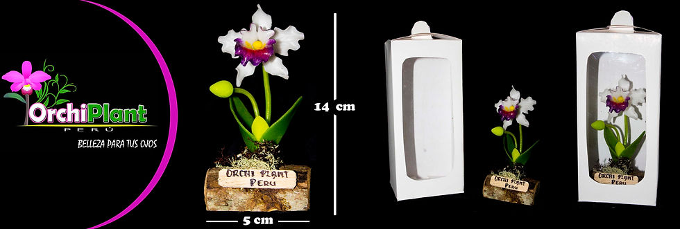 GB - Cattleya rex