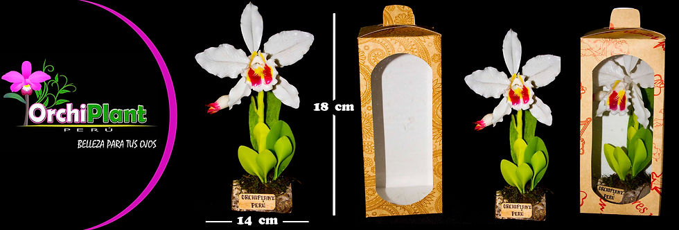 GD - Cattleya maxima
