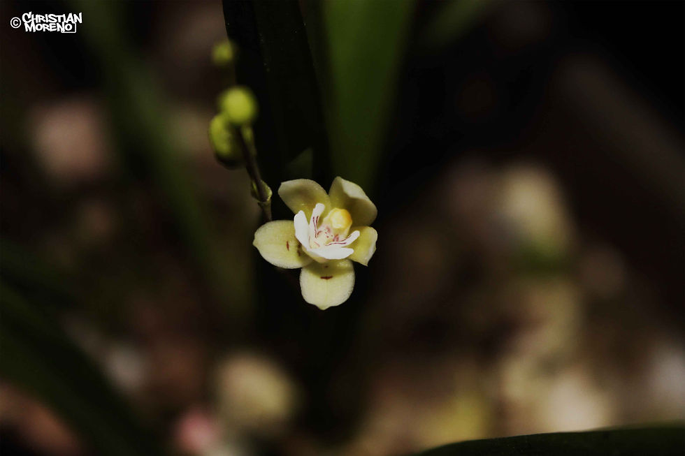 Koellensteinia graminea