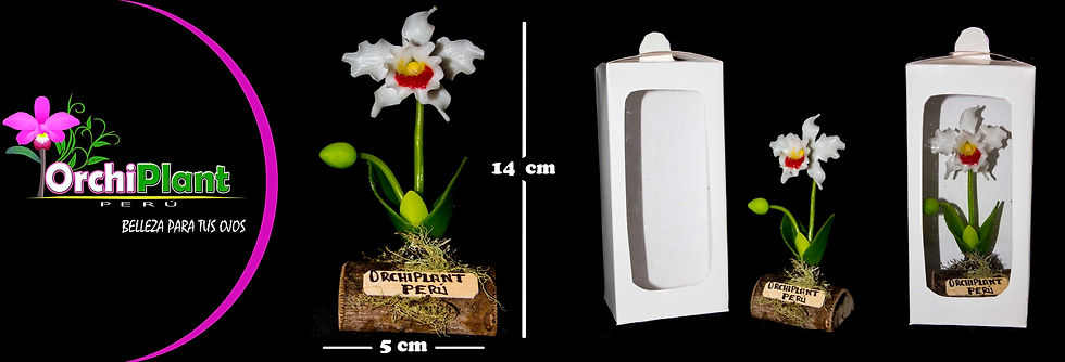 GB - Cattleya maxima