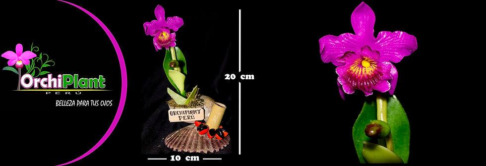 Caracol 1 - Cattleya Morada