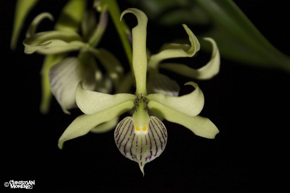 Prosthechea aemula