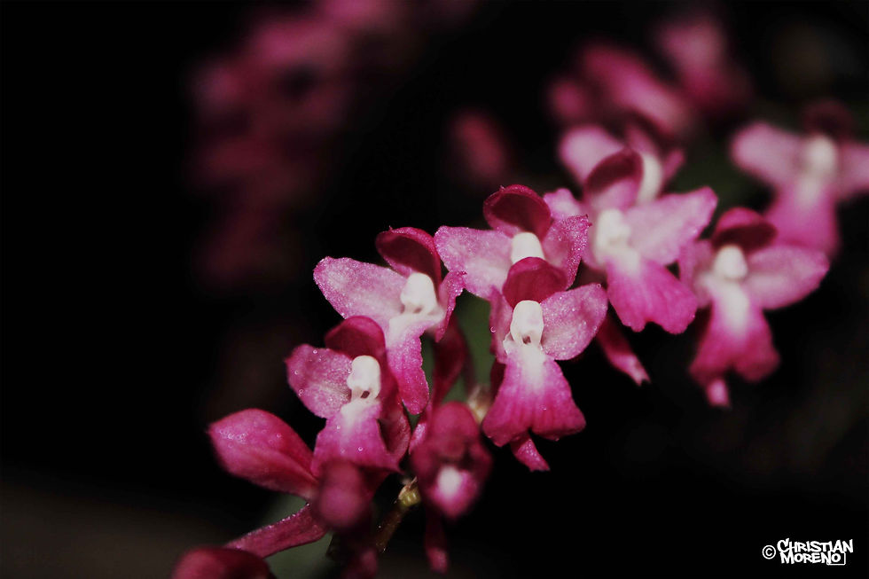 Rodriguezia lanceolata